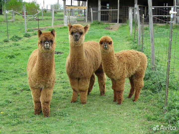 Экскурсия Долина нарзанов