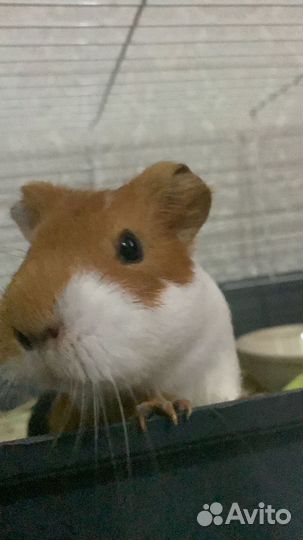 Морские свинки