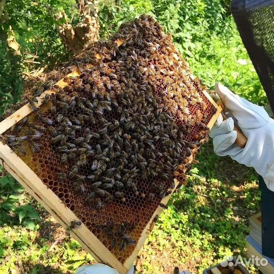 Продам пчелосемьи