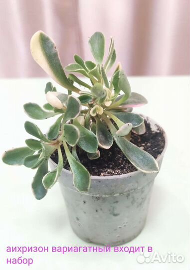 Суккуленты аихризон, аихризион вариагатный