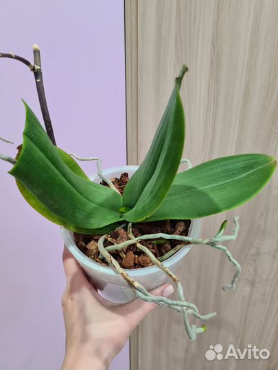 Орхидея фаленопсис биг лип Абба