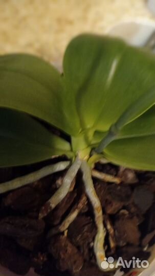 Орхидея фаленопсис Zheng Min Anaconda