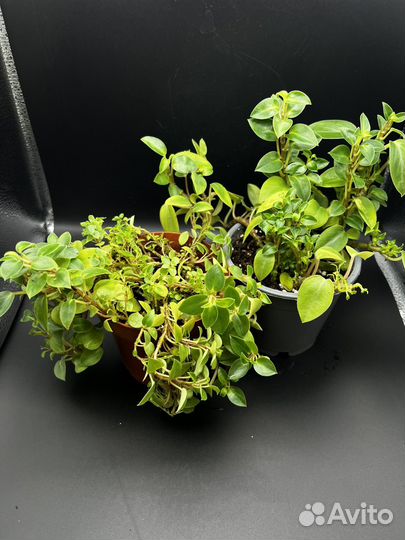 Пеперомия пикси