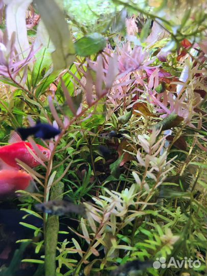 Аквариумное растение