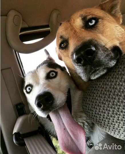 Гостиница для собак 