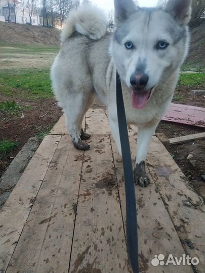 Ищет дом собака