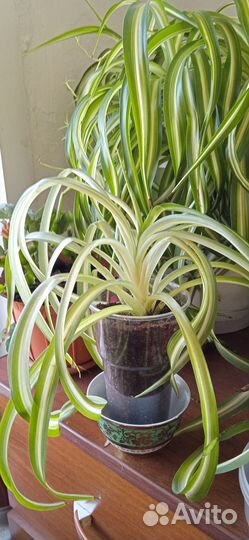 Фиалка цветущая. Панданус. Хлорофитум кудрявый