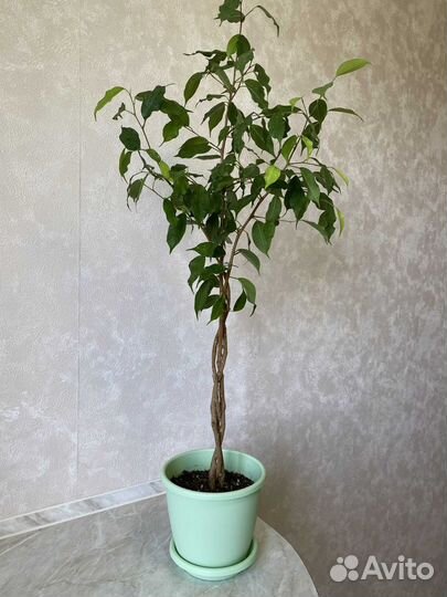 Фикусы: Де Гантель,Кёрли, Голден Моник, Даниэль