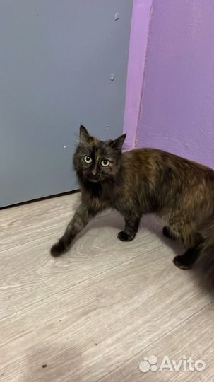 Найдена кошка