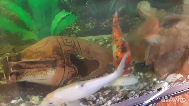 Аквариум