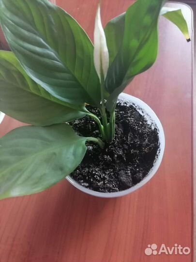 Спатифиллум