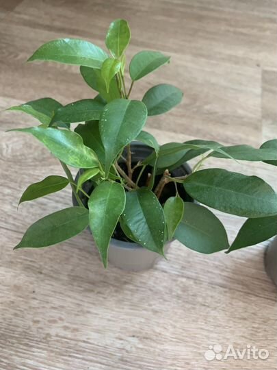 Фикус Бенджамина
