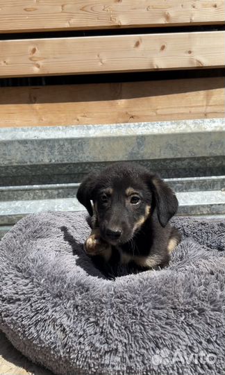 Щенок в добрые руки