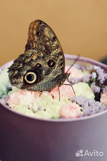 Салют из бабочек