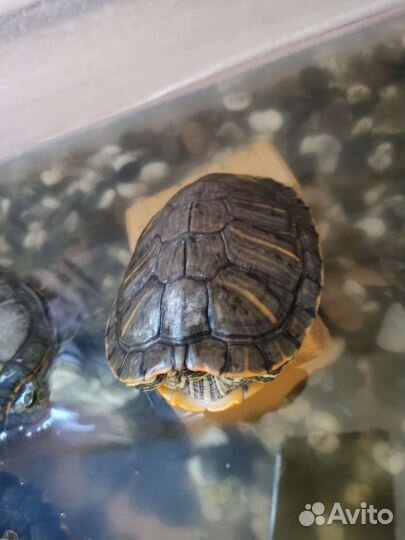 Черепаха