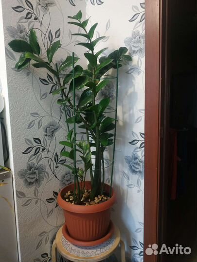 Замиокулькас