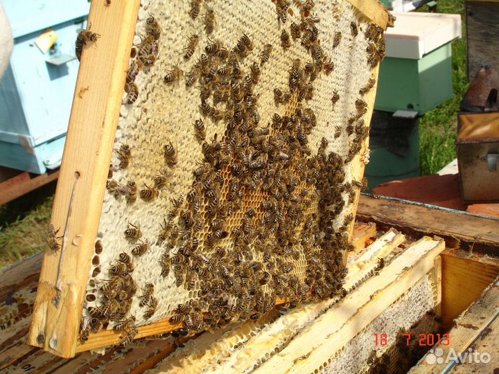 Пчёлы и улья