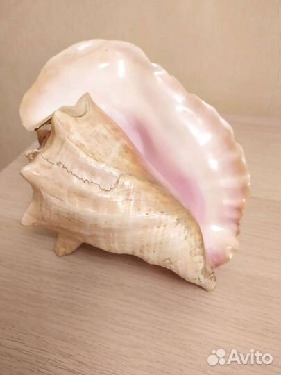 Ракушка Океан. Куба