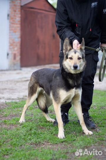 Собака-компаньон Мышка в добрые руки