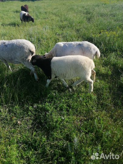 Баранчики от дорпера