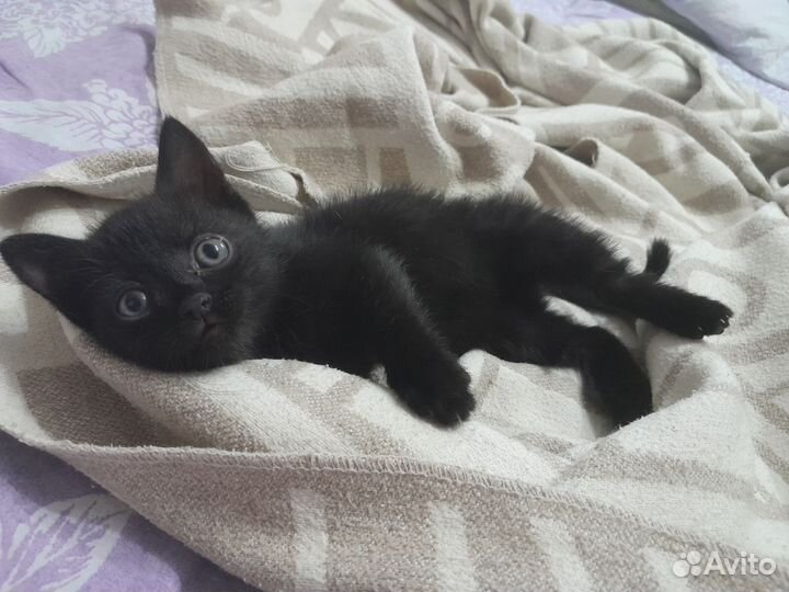 Котенок в добрые руки