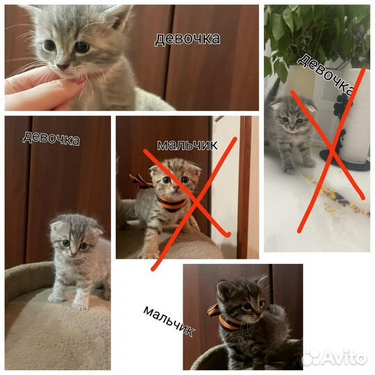 Котята в добрые руки
