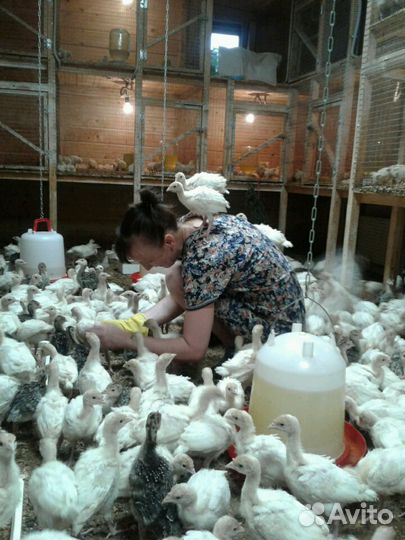 Индюшата двадцатидневные