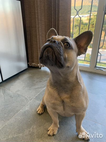 Вязка кобель французский бульдог
