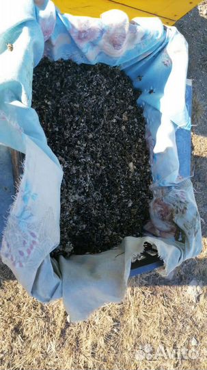 Пчелиный подмор