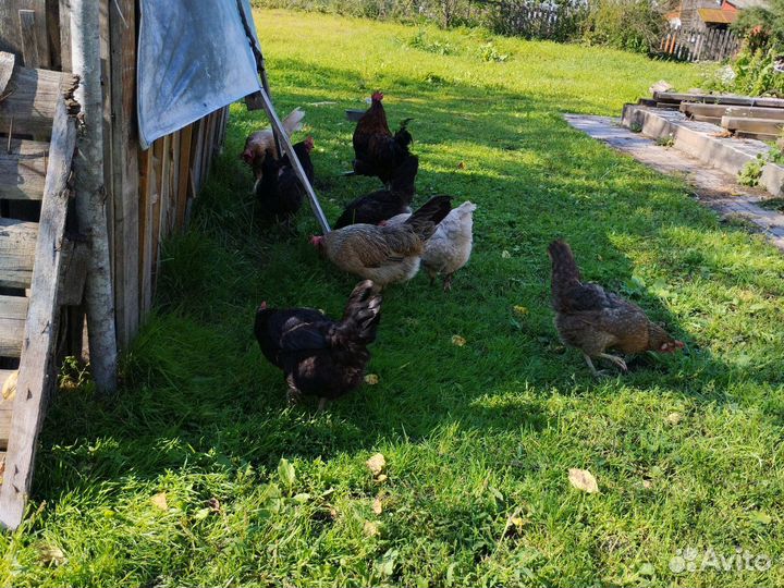 Куры несушки