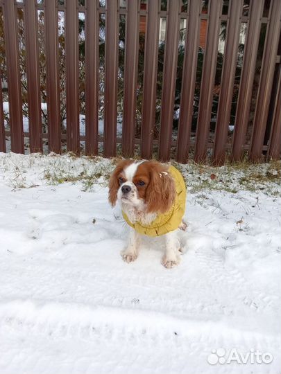 Кавалер кинг чарльз спаниель девочка