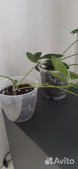 Цветок шефлера