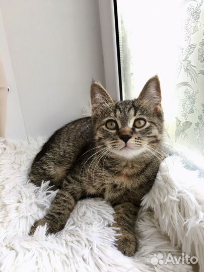 Котенок в добрые руки