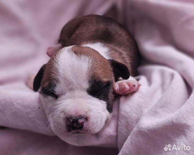 Щенки амстаффа