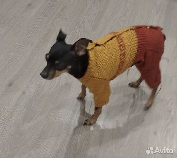 Одежда для собак