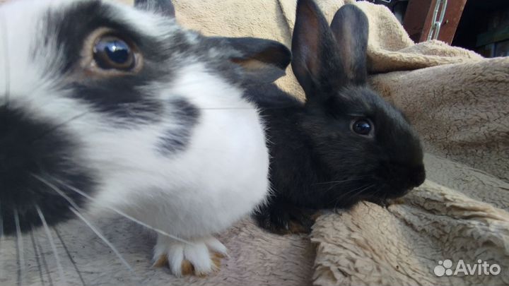Кролик мясных пород великан