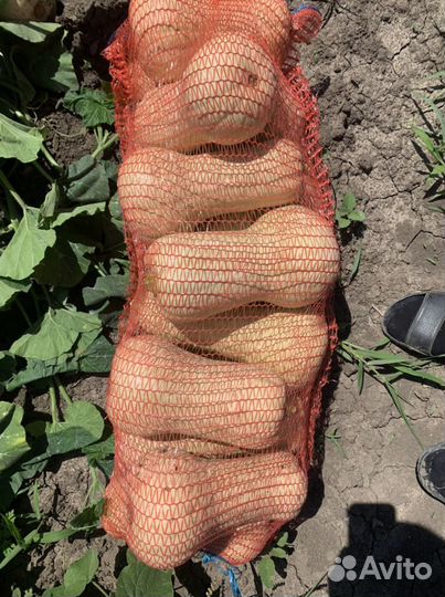 Тыква матильда и батернат