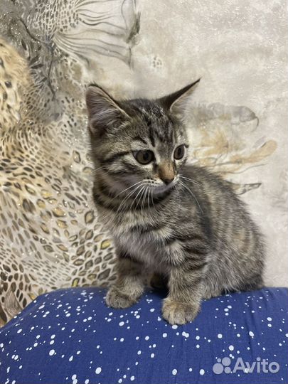 Шотландская кошечка