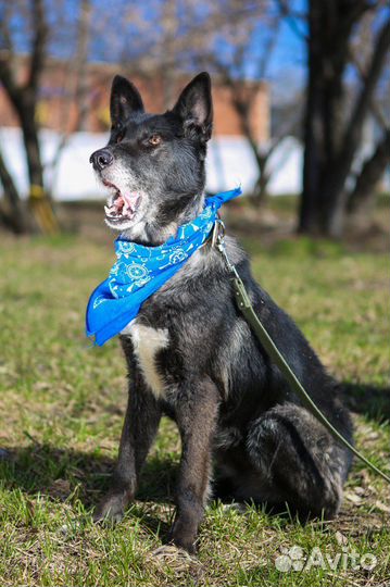 Собака в добрые руки отдам бесплатно