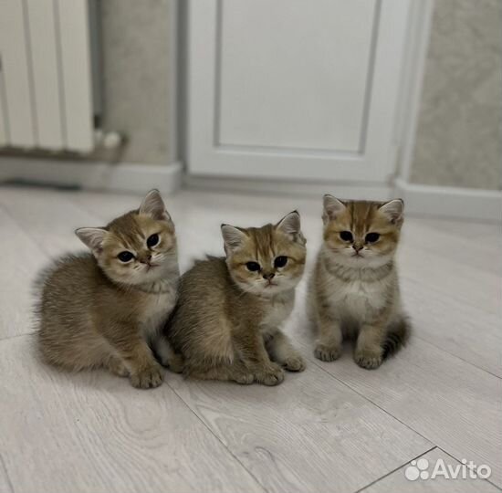 Домашние животные кошки