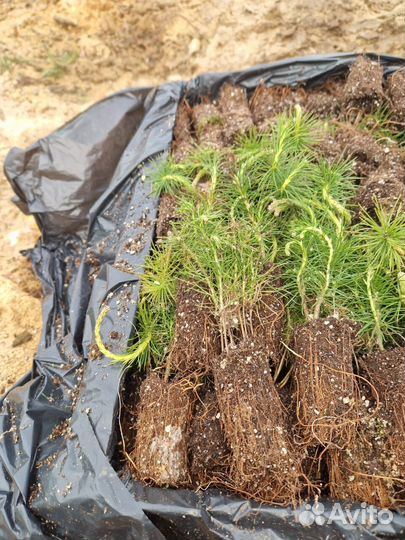 Саженцы сосны зкс опт