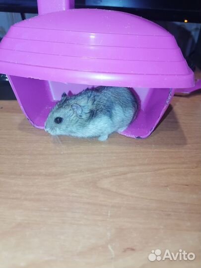 Джунгарский хомяк