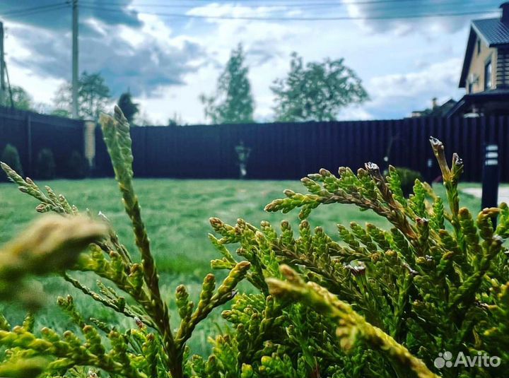 Рулонный газон