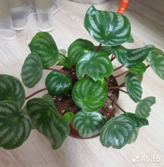 Пеперомия арбузная