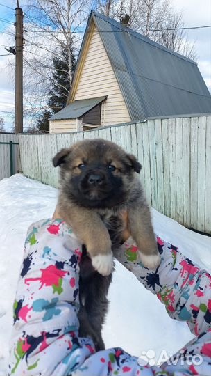 Собака в добрые руки отдам бесплатно
