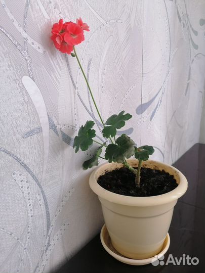 Герани и каланхоэ