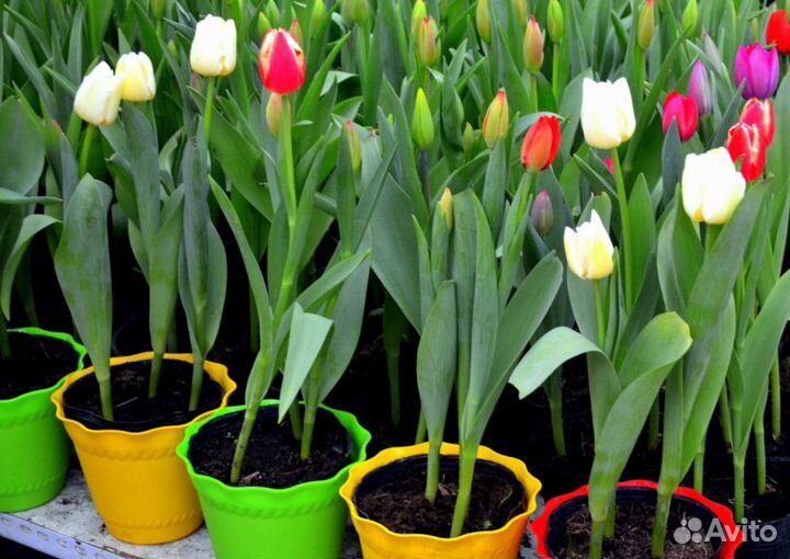 Луковица тюльпанов оптом 12;14+для выгонки