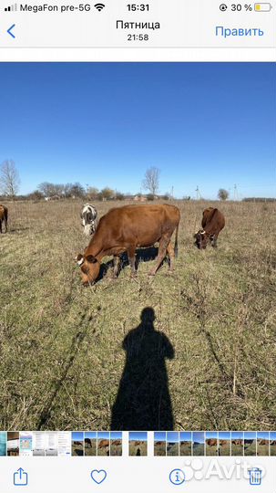 Коровы высокоудойные