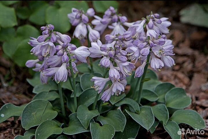 Хосты сортовые, 6 сортов, в горшках. зкс