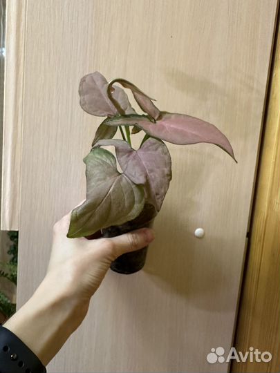 Хойя аустралис лиза, фикус, калатея, сингониум